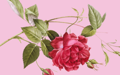 25 Mai 2025 : Repas Fête des Mères
