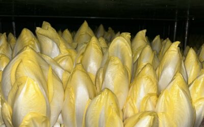 19 mars 2025 : Rencontre avec un producteur – Du champs à l’assiette